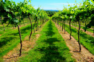 オーガニック大国イギリスで人気のオーガニックシャンプーおすすめ5選！